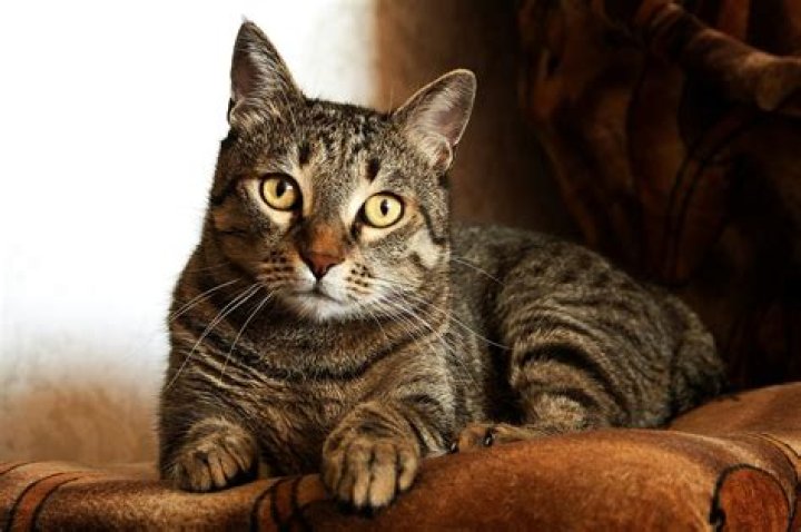 Brown Tabby Cat &middot; Free Stock Photo