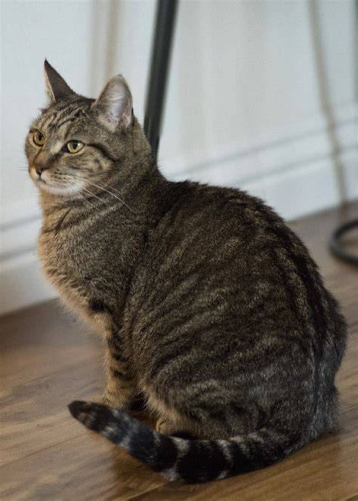 Brown tabby has heart condition