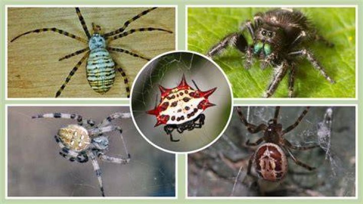 Can Spiders Plummet To Their Doom?