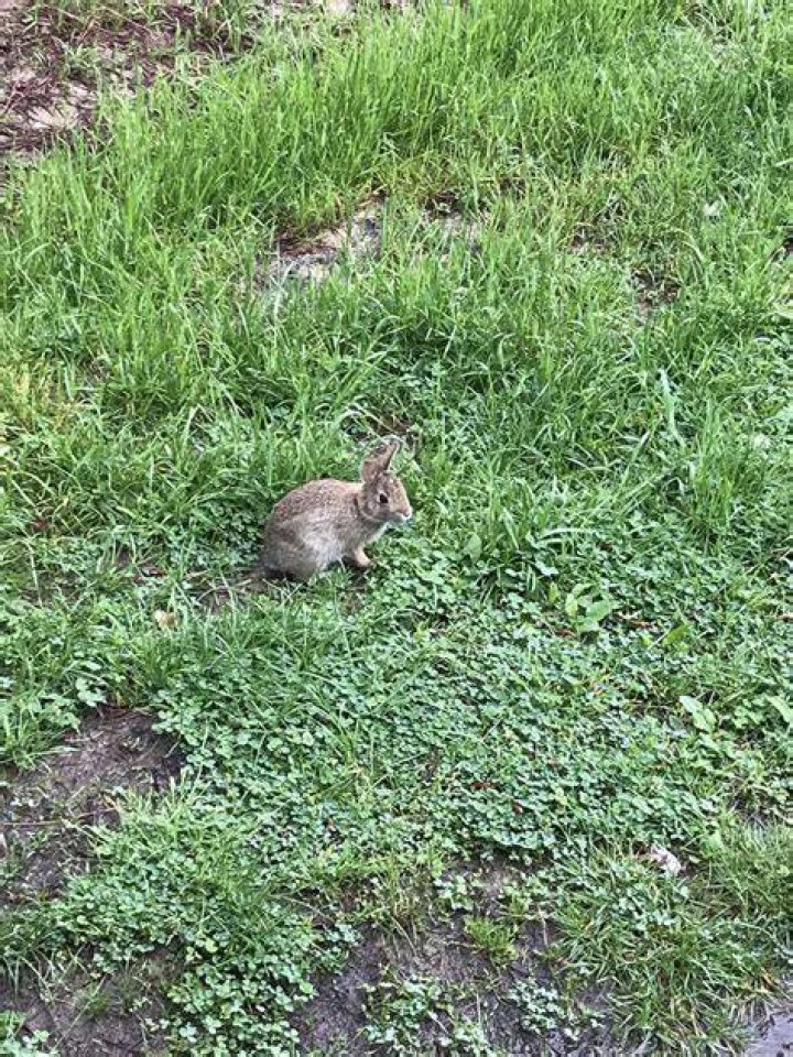 Maryland Biodiversity Project Eastern Cottontail (Sylvilagus floridanus)